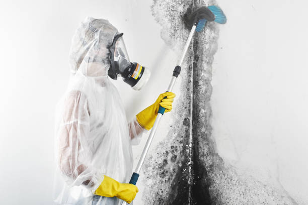 Best Mold Prevention Services  in Lake Of The Woods, AZ